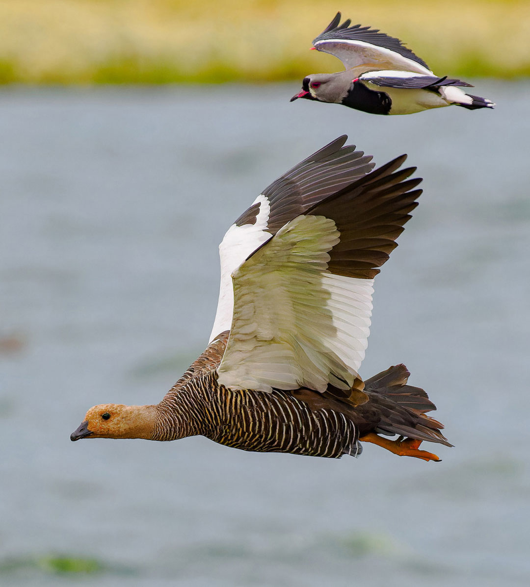 Avistaje de aves · Laguna Nimez